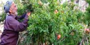 زوج ایلامی هر سال تمام محصول باغشان را به فقرا می‌بخشند + تصاویر