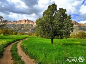 گزارش تصویری؛ روایت تصویر از طبیعت استان ایلام
